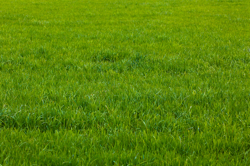 Background,Of,A,Green,Grass.,Green,Grass,Texture
